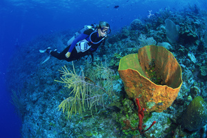 The Best Scuba Diving Sites in the Caribbean
