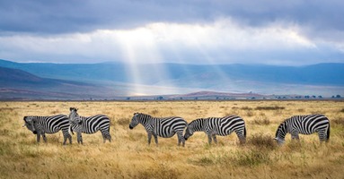 The Best National Parks for Wildlife Safaris