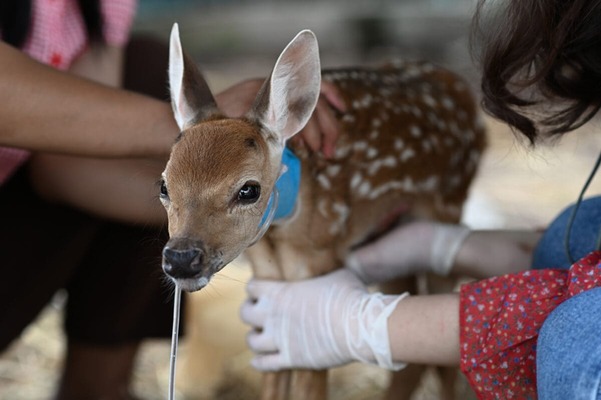 Wildlife Rehabilitation: Caring for Injured Animals in the Outdoors